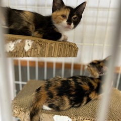 里親さん決まりました　とても美人な三毛猫ちゃん - 猫