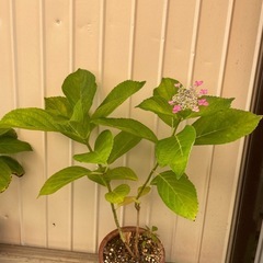 アジサイの挿し苗の画像