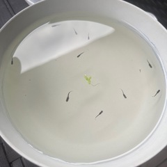 オロチ　稚魚7匹