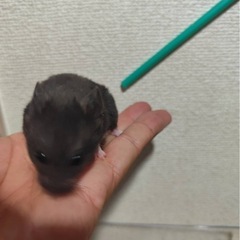 ゴールデンハムスター　譲ります　4月生まれ