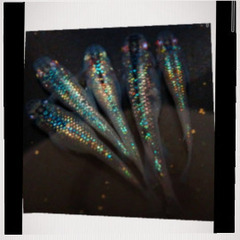 >゜)))彡✨‼️極上メダカの稚魚大放出‼️✨プレミアムコース>゜)))彡の画像