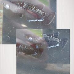 >゜)))彡✨‼️極上メダカの稚魚大放出‼️✨プレミアムコース>゜)))彡の画像