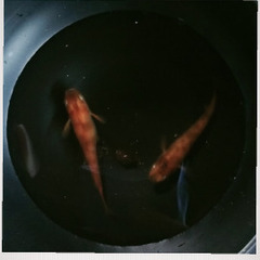 >゜)))彡✨‼️極上メダカの稚魚大放出‼️✨プレミアムコース>゜)))彡の画像