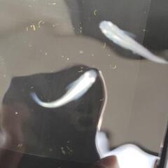 元気なメダカ②の画像