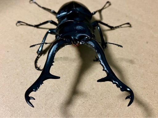 ギラファノコギリクワガタ ♂♀♀　111mm 48mm 42mm