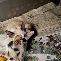 かわいい捨て猫