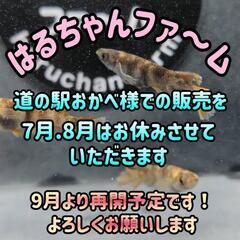 はるちゃんファ〜厶　お知らせ！