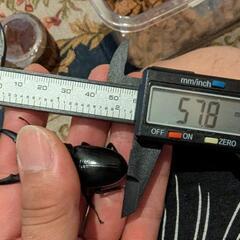 ガッツリ山ヒラタの画像