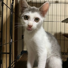 グレーの模様の可愛い子猫