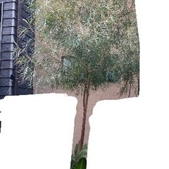 グレビレア オージープランツ 植栽の画像