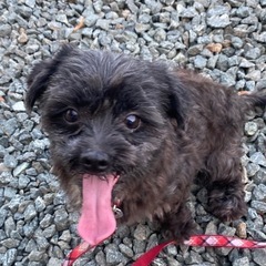 長毛黒小型犬　ちび黒君 決まりました。 − 三重県