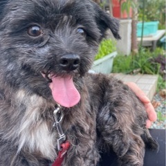 長毛黒小型犬　ちび黒君 決まりました。