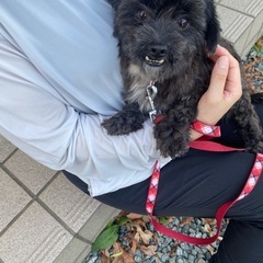 長毛黒男の子　ちび黒君