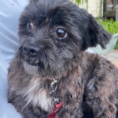 長毛黒小型犬　ちび黒君 決まりました。 - 犬