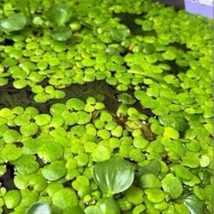 　物々交換希望　水草の画像