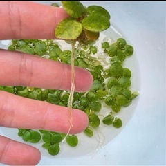 　物々交換希望　水草の画像