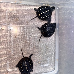 🐢カメ仲間募集🐢 - メンバー募集