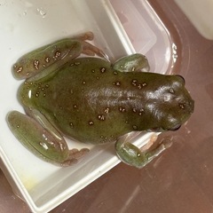 イエアメガエル