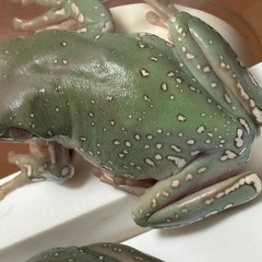 イエアメガエル　スノーフレーク