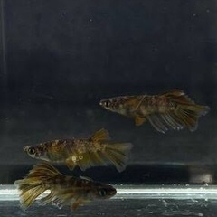 メダカ🐟美虎ロングフィン✨稚魚20匹1000円、まとめ買い割引&特典あり✨の画像