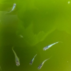 🔹幹之みゆきメダカ🔹稚魚・幼魚　10匹