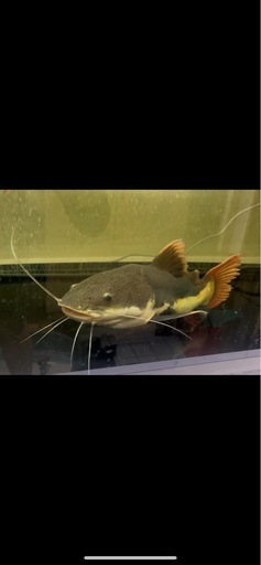 レッドテールキャット