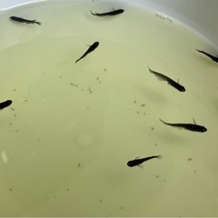 メダカ　オロチ　成魚