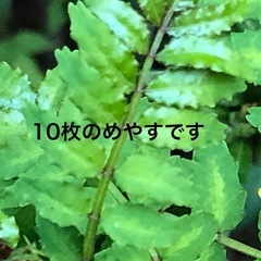 ★ 大岡山 ★ 山椒の新葉 ★ 10葉ほど ★ 香草 ★ お料理に ★ の画像