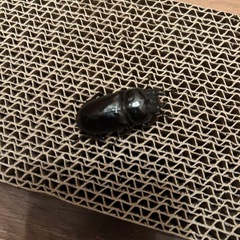 国産オオクワガタ　YG血統の画像