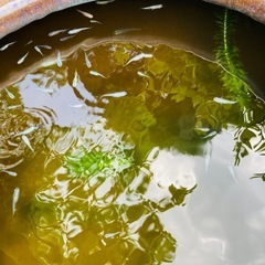ミックスメダカ成魚20匹セット　青幹之 ヒメダカ 白メダカの画像