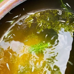 ミックスメダカ成魚20匹セット　青幹之 ヒメダカ 白メダカの画像
