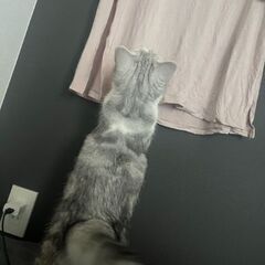 迷子猫を探しております - 船橋市