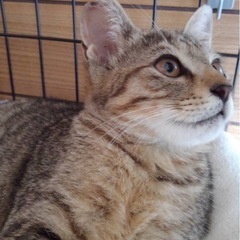 キジトラ　子猫　女の子　抱っこOK