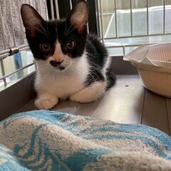 ちょっとビビリだけど甘えん坊。2ヶ月半くらい。