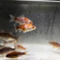 金魚
