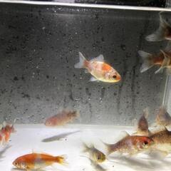 金魚