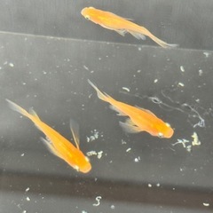 【メダカ】楊貴妃リアル　卵 ⑤の画像