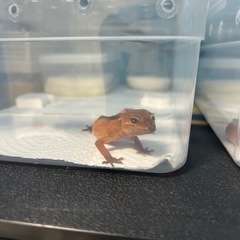 小型のトカゲ譲ってください