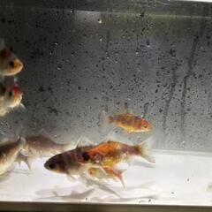 金魚の画像