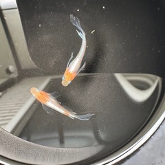 メダカ【天照の舞】極上若魚種親候補①ペア(写真④⑤)めだかのビーンズ様血統の画像