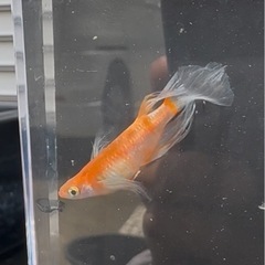 メダカ【天照の舞】極上若魚種親候補①ペア(写真④⑤)めだかのビー...