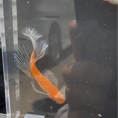 メダカ【天照の舞】極上若魚種親候補①ペア(写真④⑤)めだかのビーンズ様血統の画像