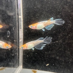メダカ【天照の舞】極上若魚種親候補①ペア(写真④⑤)めだかのビーンズ様血統の画像