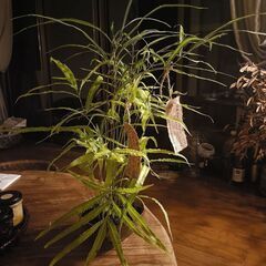 七夕🎋