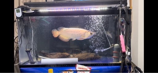 120cm水槽、魚フルセット(1200.600.600)