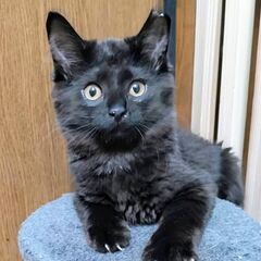 ★譲渡会あります★　ふわふわ黒猫ちゃん