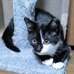 ★譲渡会あります★　ちょっと変わった柄の入り方！