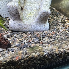 ミナミヌマエビの画像