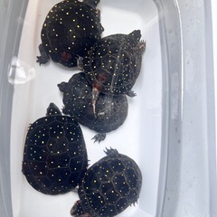 🐢キボシイシガメ🐢好き集まれ〜🐢