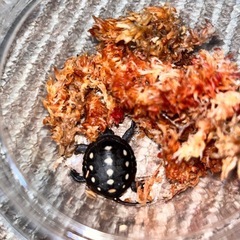 🐢キボシイシガメ🐢好き集まれ〜🐢 - チャット